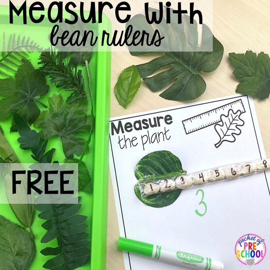Measuring plants with bean rulers for preschool, pre-k, and kindergarten students. 