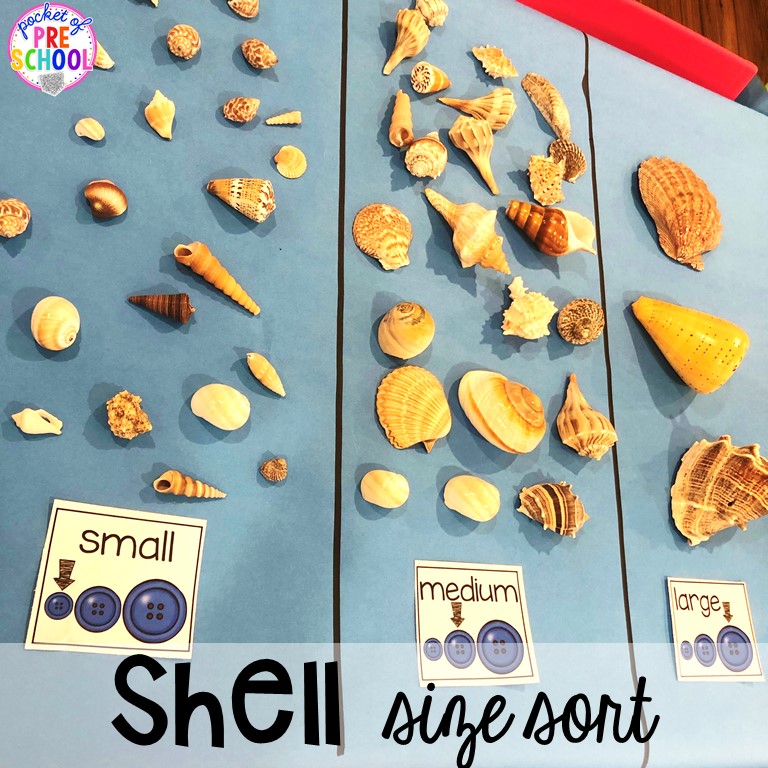 Shell size sort! Ocean theme activities and centers for preschool, pre-k, and kindergarten (math, liteacy, sensory, fine motor, STEM). #oceantheme #preschool #prek #beachtheme