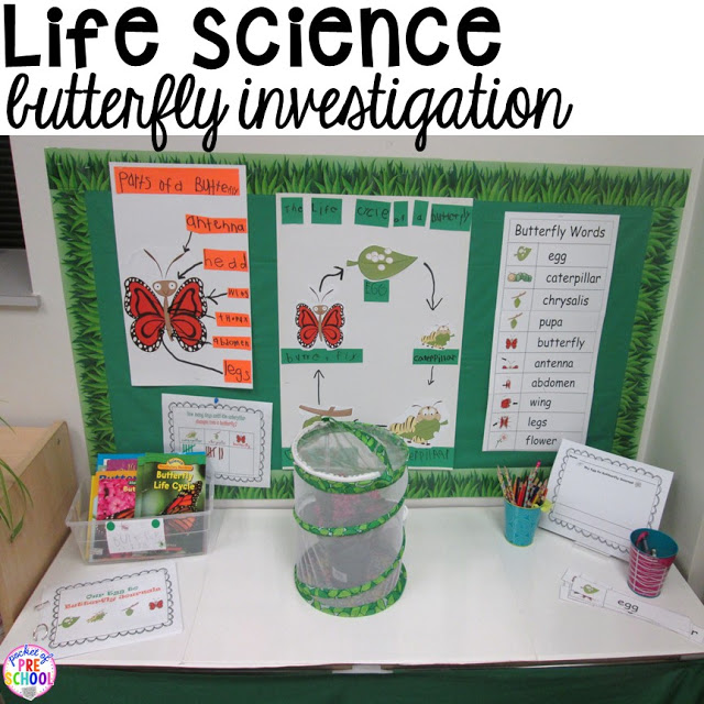 Life science investigation for preschool students - butterflies - with freebies