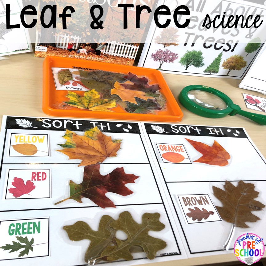 Leaves and Trees SCIENCE! Explore leaves and trees (parts of a tree, types of seeds, sort, measure). Perfect to do in the fall or spring with your preschool, pre-k, or kindergarten students. 