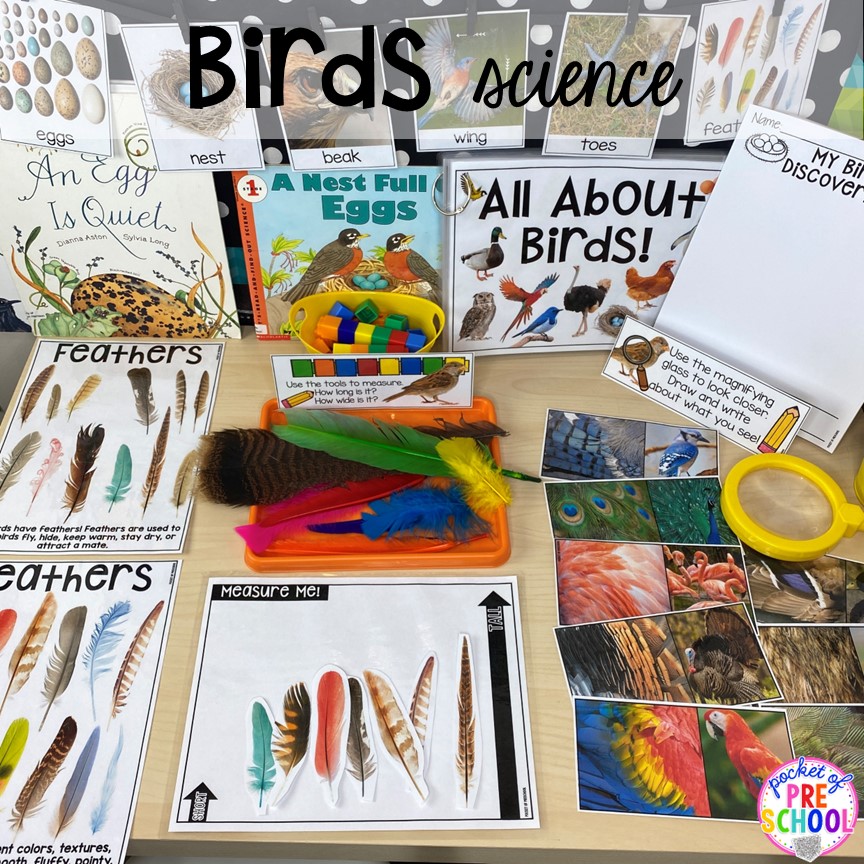 Birds Science Unit! Thanksgiving and turkey themed activities and centers for preschool, pre-k, and kindergarten. (math, literacy, fine motor, character, and more).