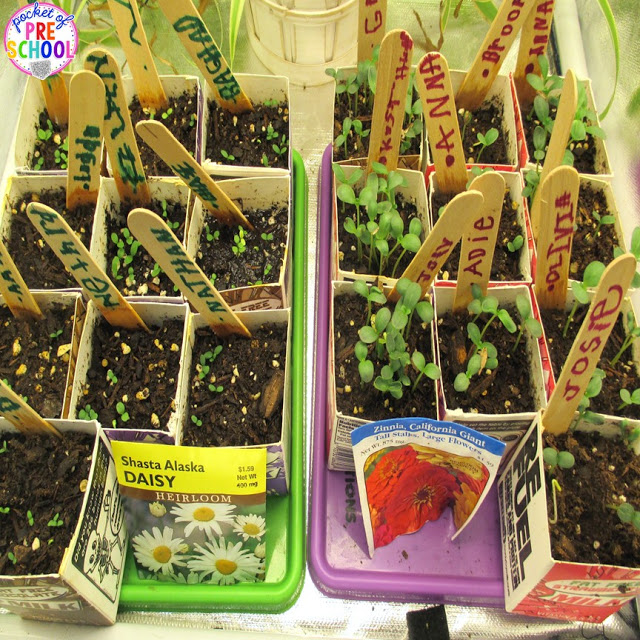 Plant Needs and Life Cycle Posters FREEBIE. Prefect for a spring theme in preschool, pre-k, and kindergarten.