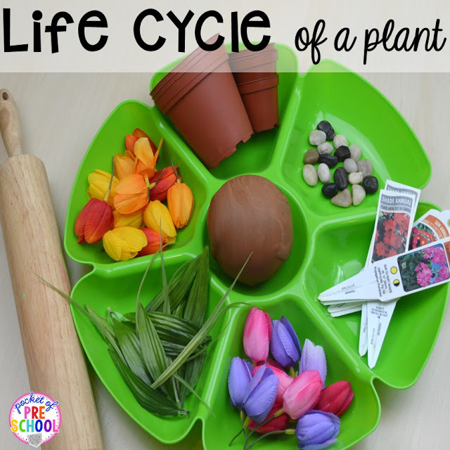 Life cycle of a plant play dough tray for a spring theme plus Plant Needs and Life Cycle Posters FREEBIE. Prefect for preschool, pre-k, and kindergarten.
