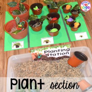 Plant section in our Garden Shop Dramatic Play for a spring theme, Mother's Day theme, or summer theme when everything is growing and blooming. Any preschool, pre=k, and kindergarten kiddos will LOVE it (and learn a ton too). #flowershop #gardenshop #presschool #prek #dramaticplay