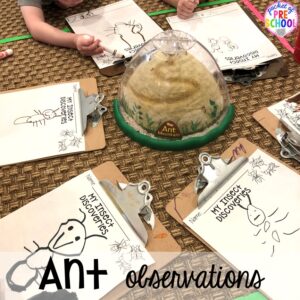 Ant observation! Bug themed activities and centers for preschool, and kindergarten (freebies too)! Perfect for spring, summer, or fall! #bugtheme #insecttheme #preschool #prek #kindergarten