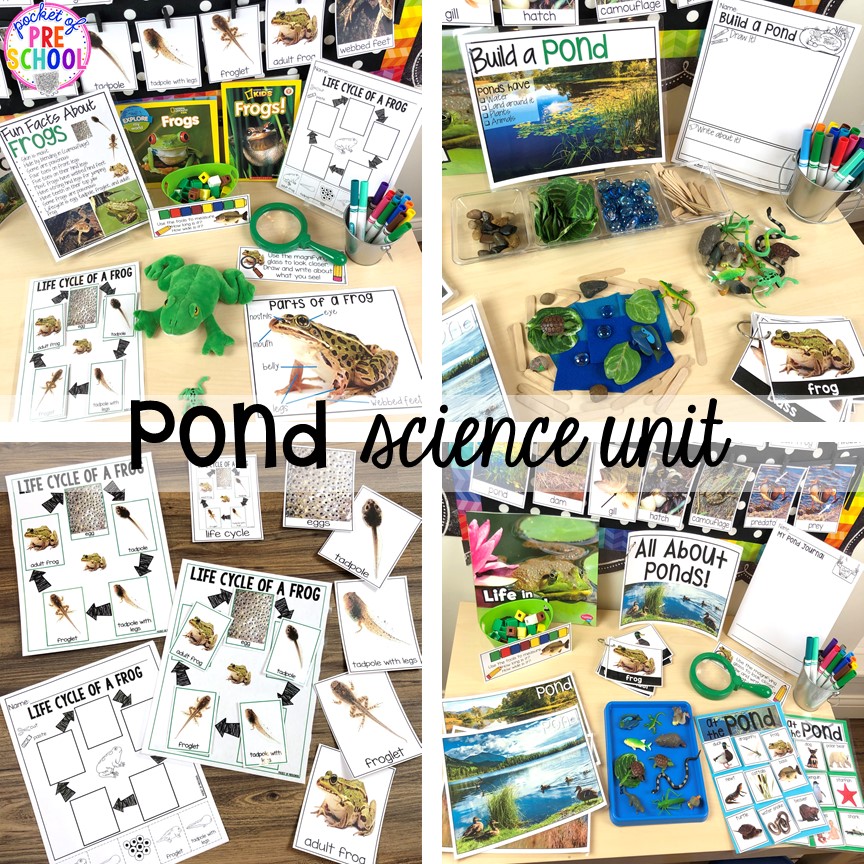 Pond science unit with a focus on frogs for preschool, pre-k, and kindergarten #preschoolscience #sciencecenter #prekscience #kindergartenscience