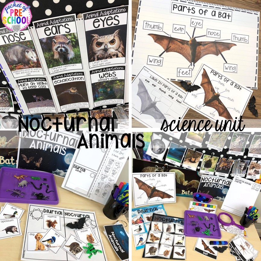 Nocturnal animals science table - real photos, anchor charts, and sorting boards which was designed for preschool through kindergarten. #nocturnalanimalstheme #preschool #science