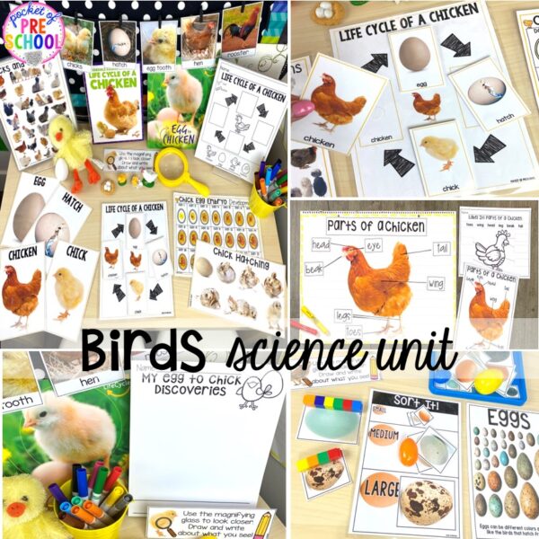 Explore birds for preschool, pre-k, and kindergarten students with this science unit.