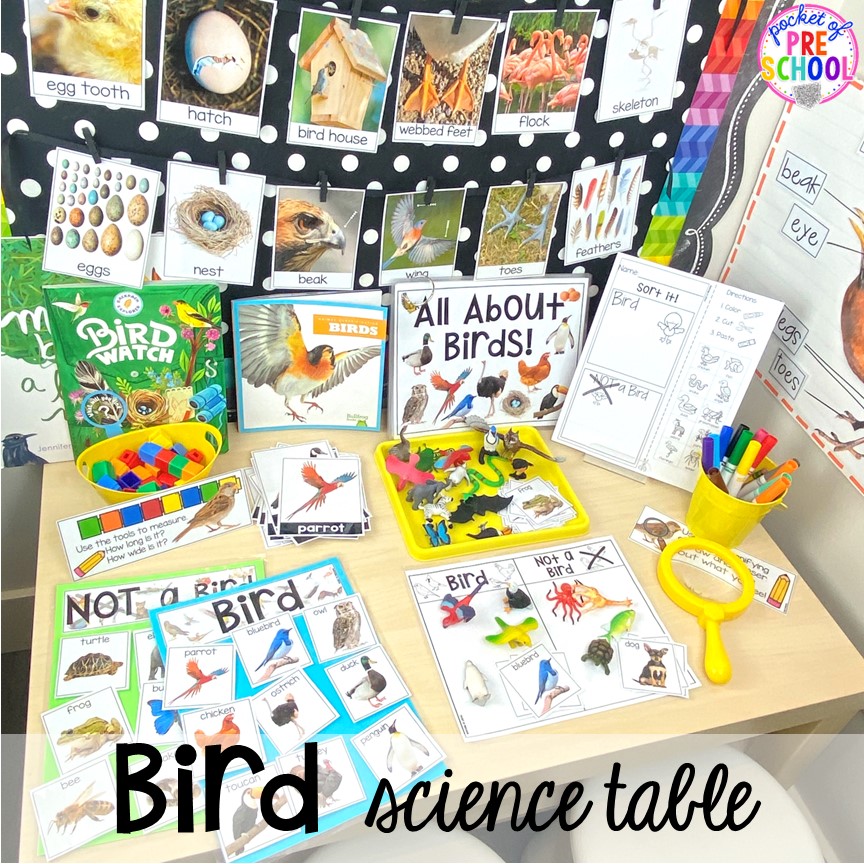 Bird science table set up plus tons of Bird activities (literacy, math, fine motor, science) and FREE bird play dough mats perfect for preschool, pre-k, and kindergarten.