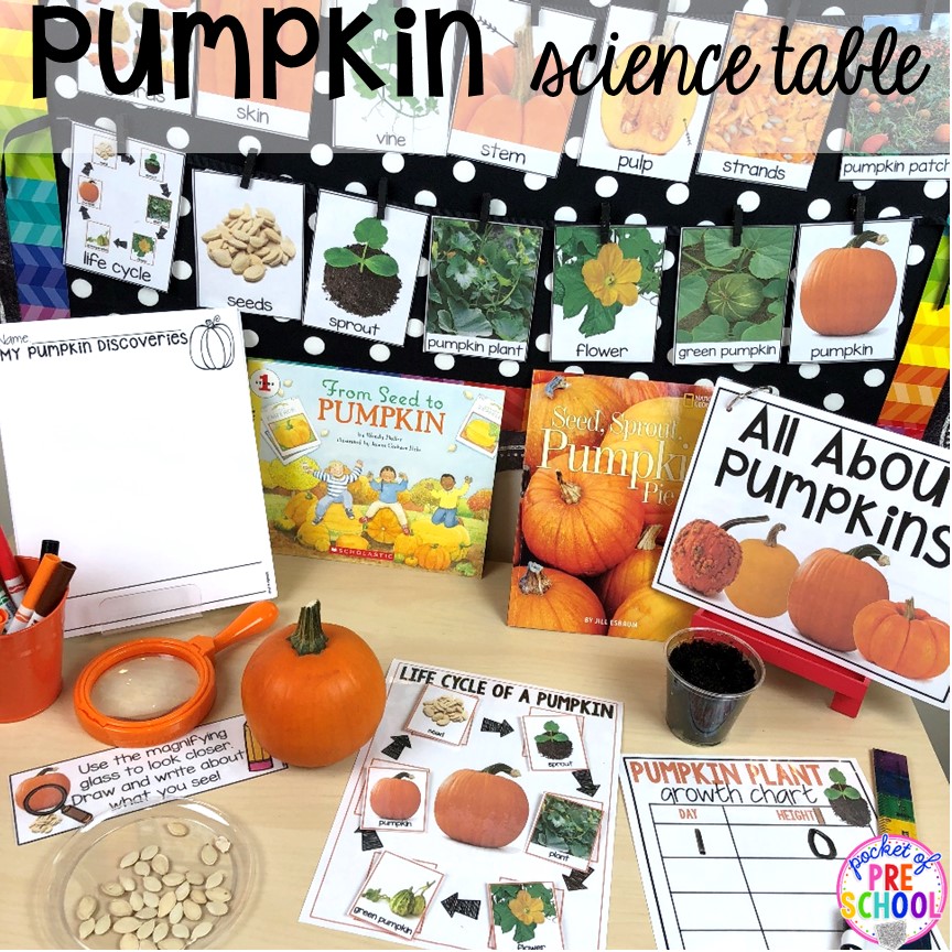 Create a pumpkin science table to share the life cycle of a pumpkin with your preschool, pre-k, or kindergarten students for fall or Halloween.