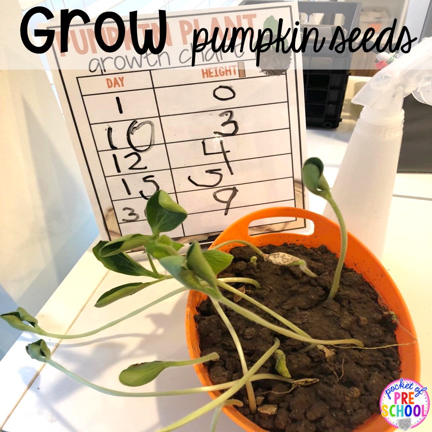 Grow pumpkin seeds in the classroom plus Pumpkin science activities with FREE Printables -parts of a pumpkin, lifecycle of a pumpkin, Pumpkin Jack experiment for preschool, pre-k, and kindergarten.