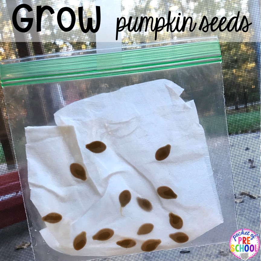 Grow pumpkin seeds in a baggie plus tons of Pumpkin science activities with FREE Pumpkin Jack experiment for preschool, pre-k, and kindergarten.