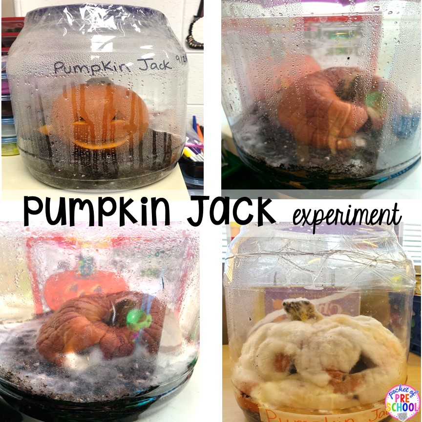 Pumpkin Jack experiment with FREE printables! Fun lifecycle of a pumpkin science experiment for preschool, pre-k, and kindergarten.