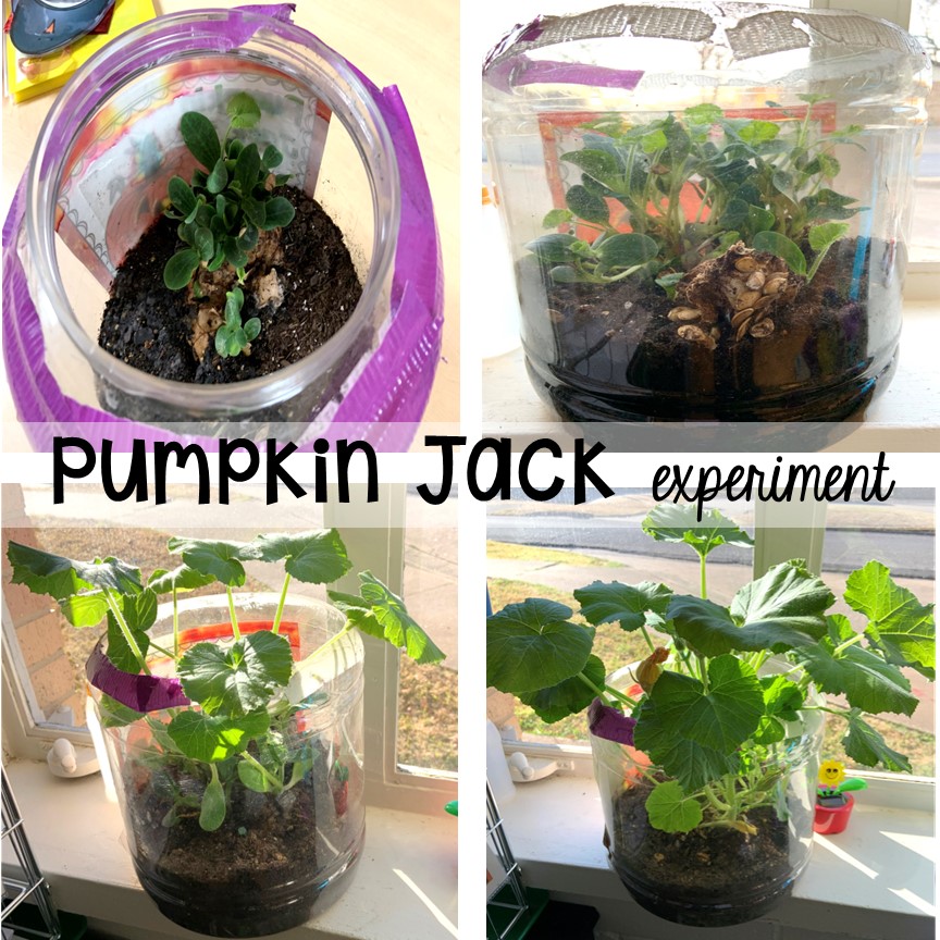 Pumpkin Jack experiment with FREE printables! Fun lifecycle of a pumpkin science experiment for preschool, pre-k, and kindergarten.