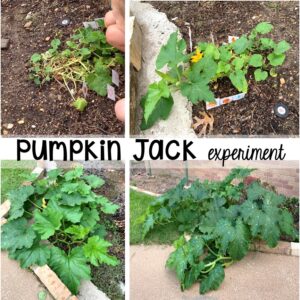 pumpkin science activity 16