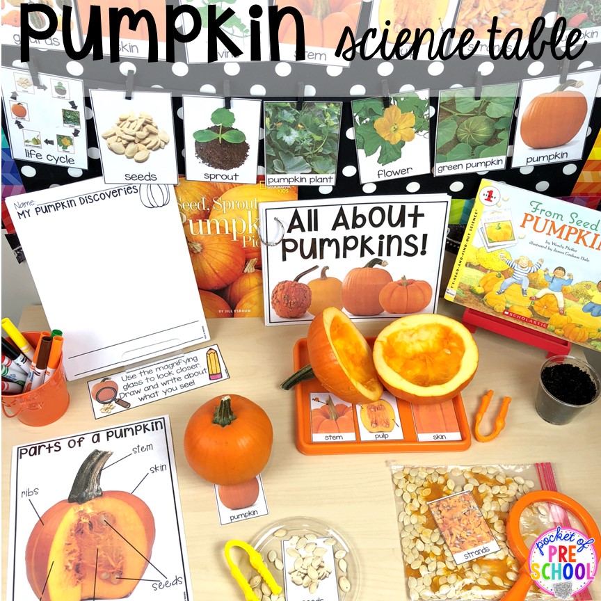 Pumpkin science table for preschool, pre-k, and kindergarten students to explore and learn about pumpkins for fall or Halloween.