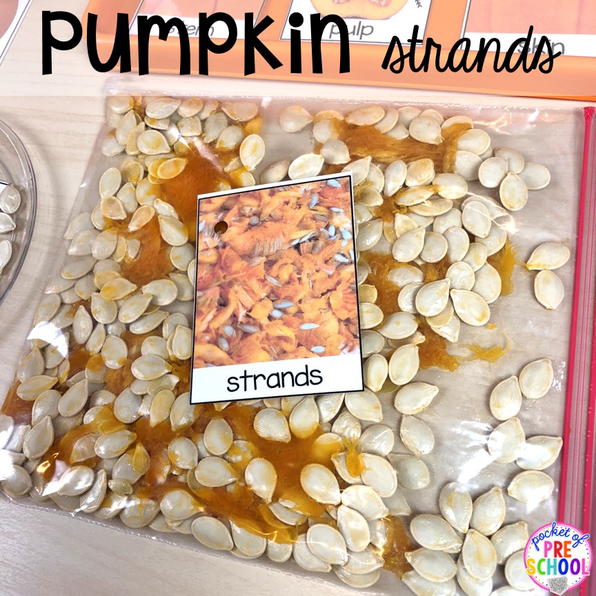 Place pumpkin strands in a baggie to explore plus more Pumpkin science activities with FREE Printables -parts of a pumpkin, lifecycle of a pumpkin, Pumpkin Jack experiment for preschool, pre-k, and kindergarten.