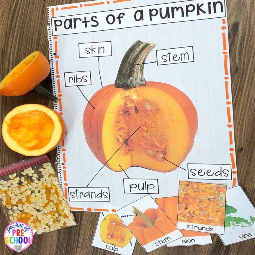 pumpkin science activity 9