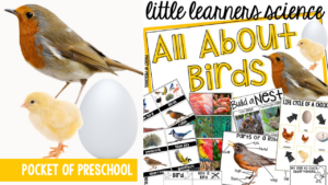 Little Learners Science all about birds, a printable science unit designed for preschool, pre-k, and kindergarten students.