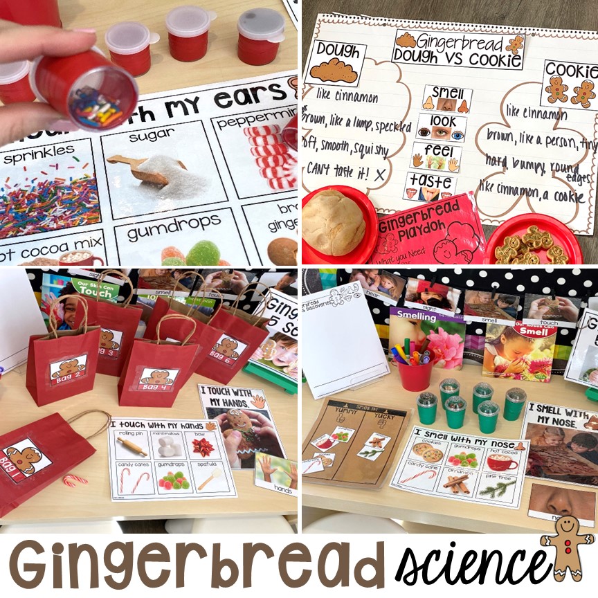 Ideas for gingerbread science for preschool, pre-k, and kindergarten! It is the perfect theme during the holidays in a  classroom.