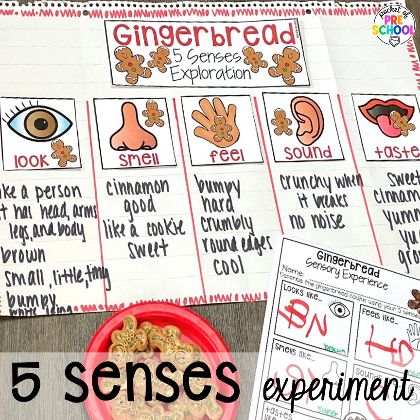 5 senses experiment and ideas for a science unit all about gingerbread! It is the perfect theme during the holidays in a preschool, pre-k, and kindergarten classroom.