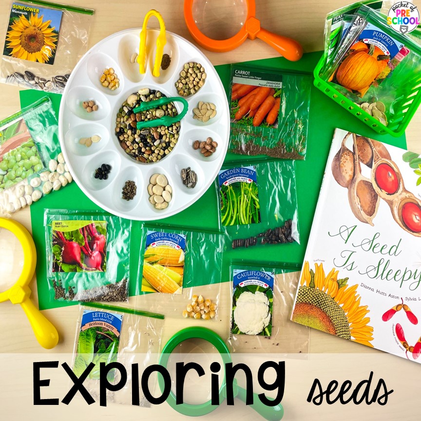 Exploring Seeds! The perfect activities for a plant or spring theme for preschool, pre-k, and kindergarten students. 