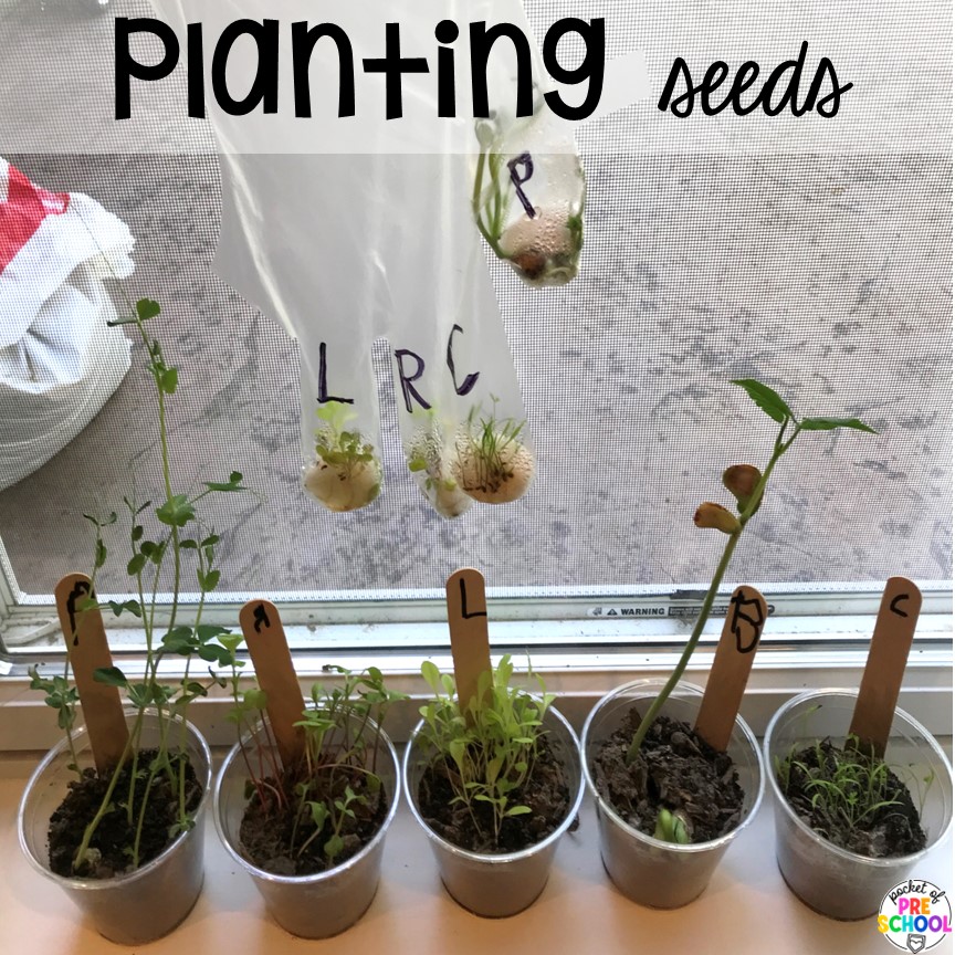 Planting Seeds! Plant activities for preschool, pre-k, and kindergarten students to learn and grow this spring or summer. 