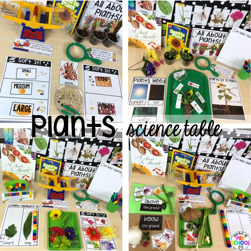 Plants science table! The perfect activities for a plant or spring theme for preschool, pre-k, and kindergarten students.